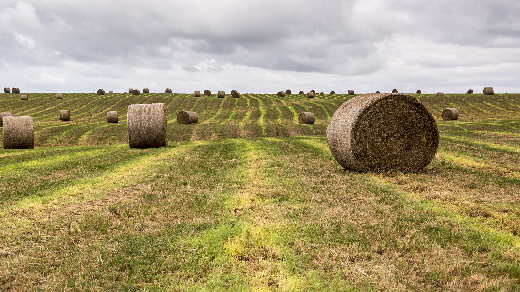 Feld, Neuseeland