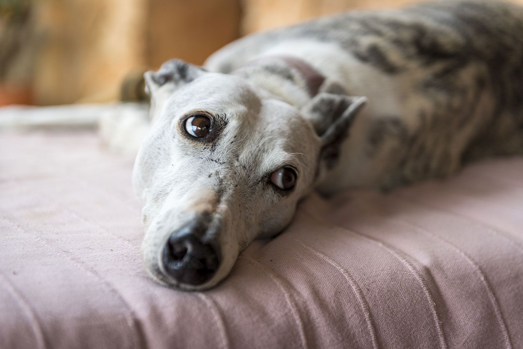 Hund, Galgo