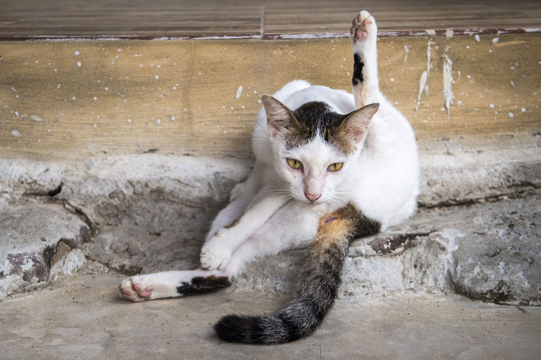 Katze putzt sich