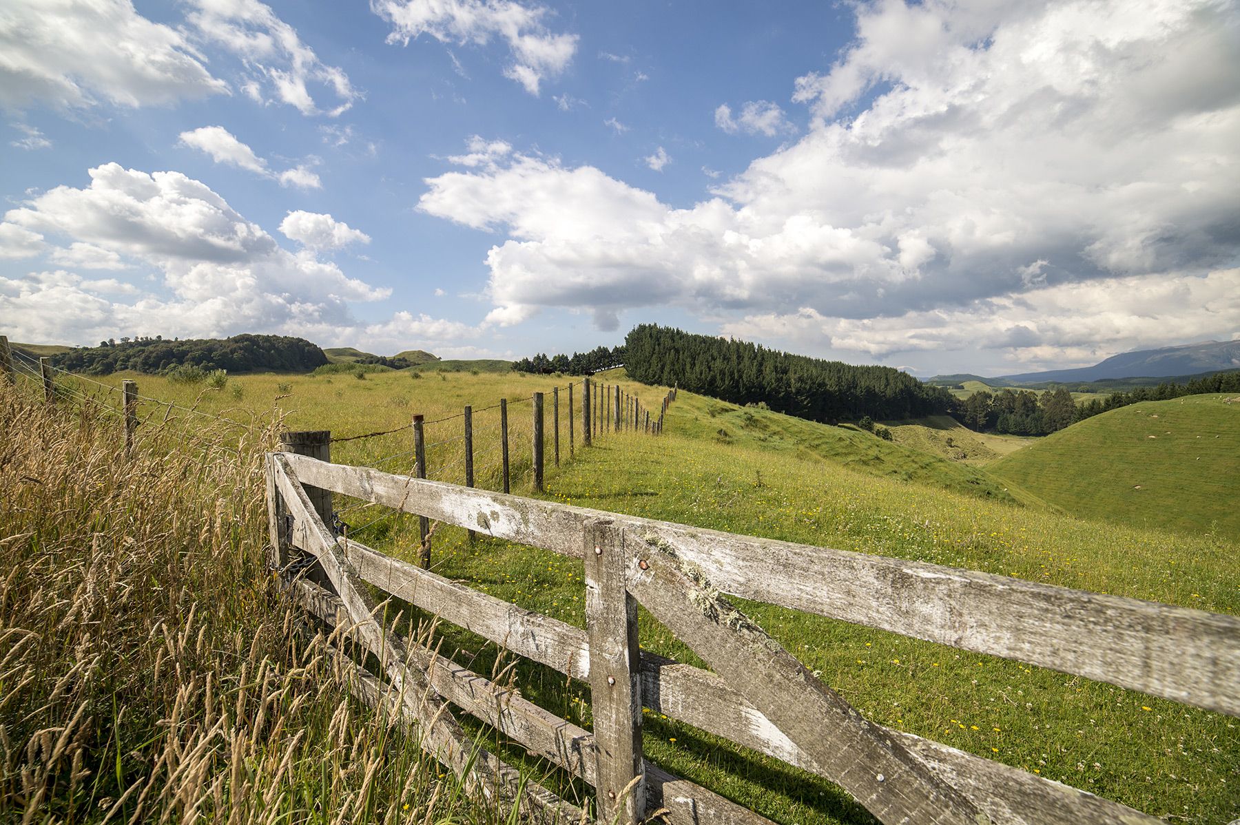 Weideland, Neuseeland